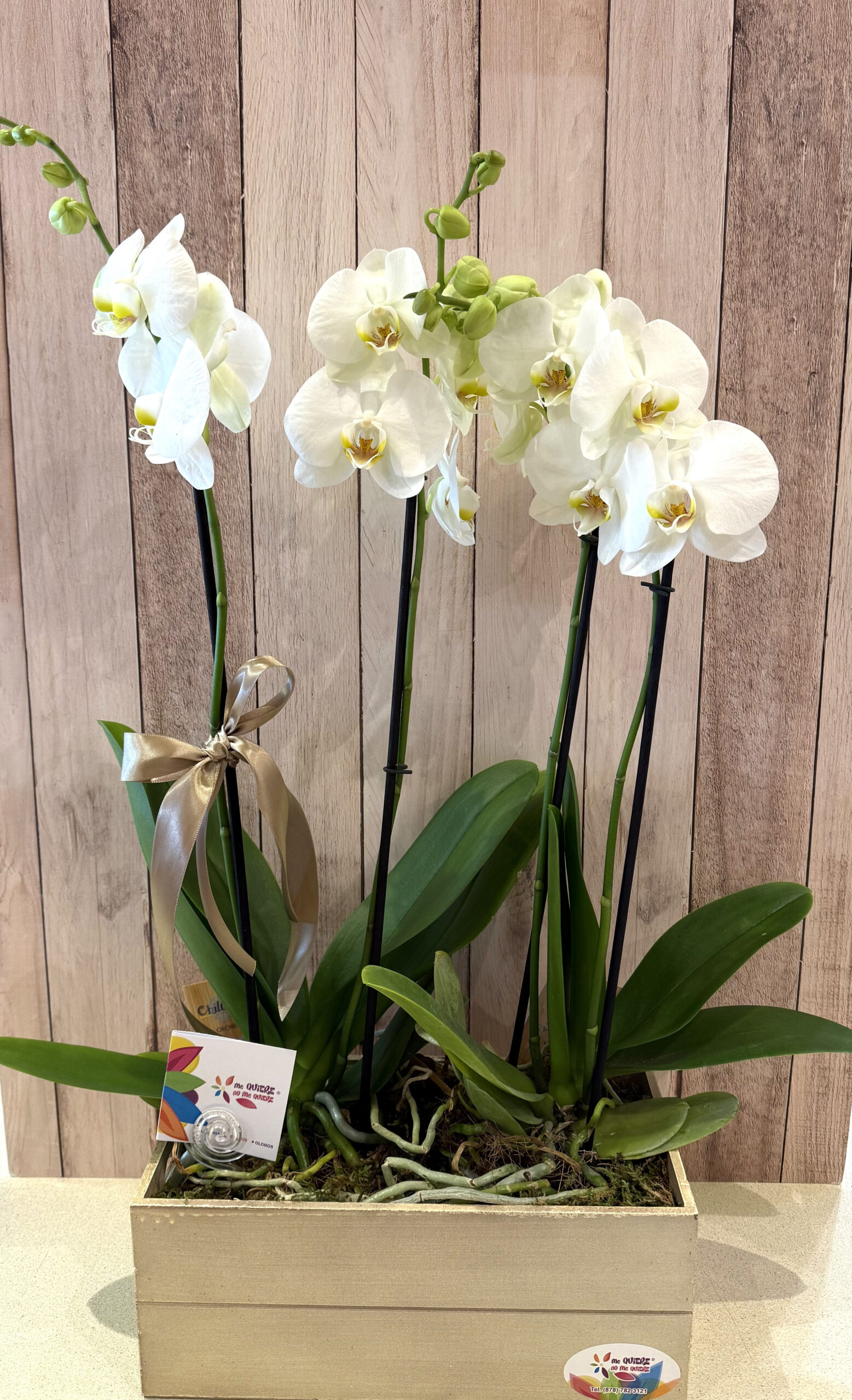 Orquídeas