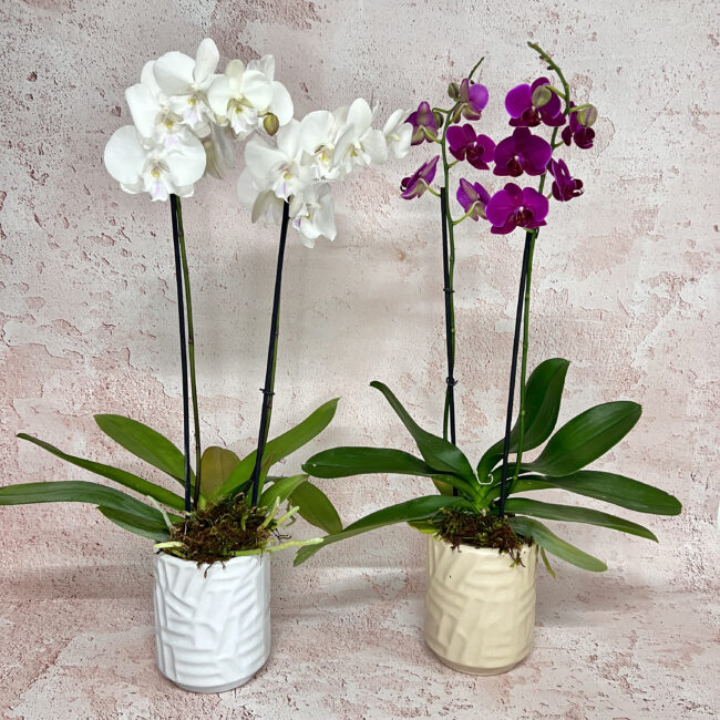 Orquídeas